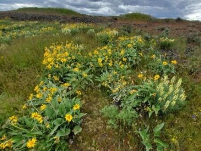 Tbd North Earl Road Davenport, WA 99122 - Photo 2 of 29