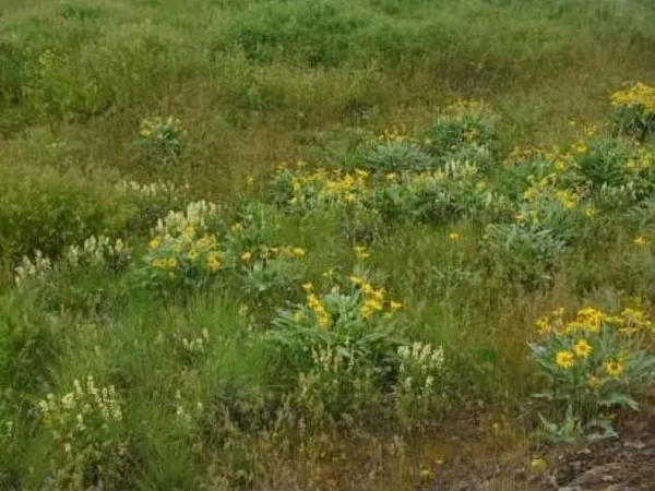 $135,000 | Tbd North Earl Road, Davenport, WA 99122