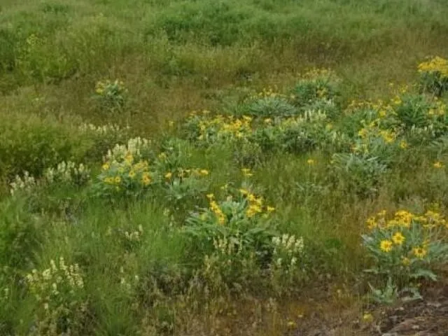 $160,000 | Tbd North Earl Road, Davenport, WA 99122