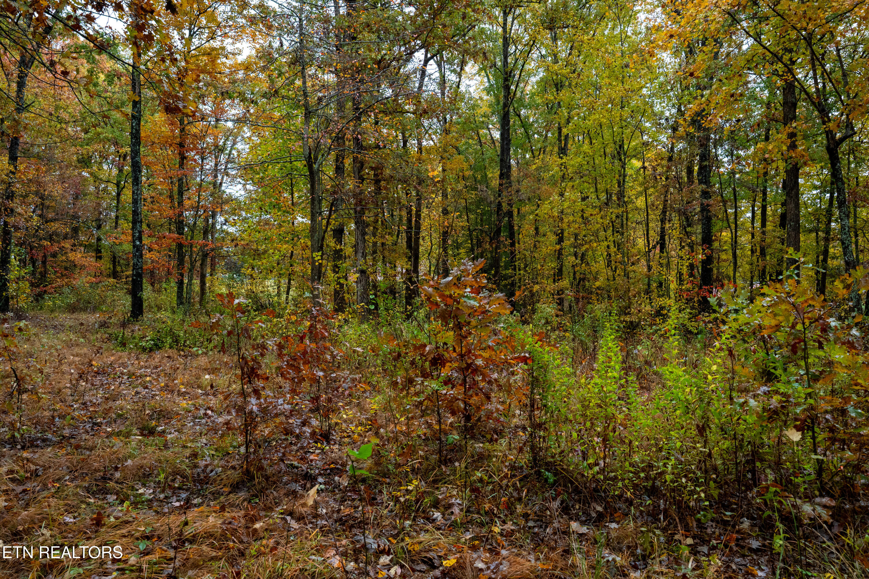 0 Roanoke Road Jamestown, TN 38556 - Photo 13 of 19 Roanoke Rd-13