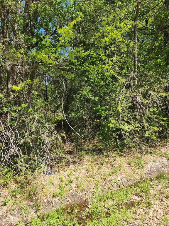 Tbd Lazy Launch Lane Mabank, TX 75156 - Photo 1 of 1 a view of a yard with a tree