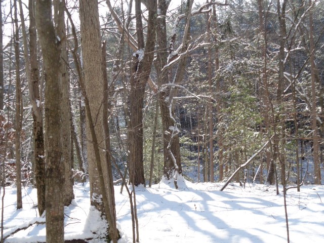 5151 Landis Road Hartsville, NY 14843 - Photo 16 of 16