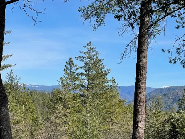 a view of a tree in a yard