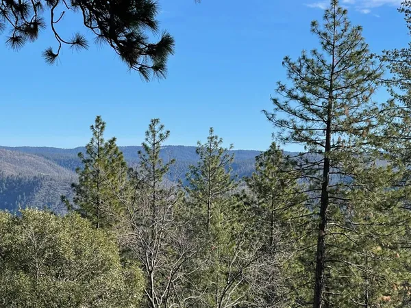 a view of a tree in a garden