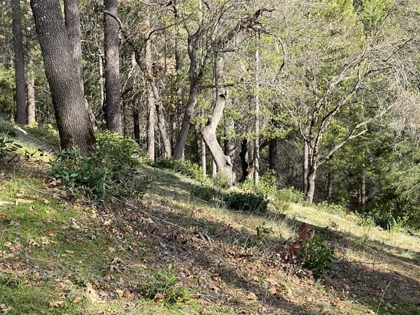 a view of a yard with plants and trees
