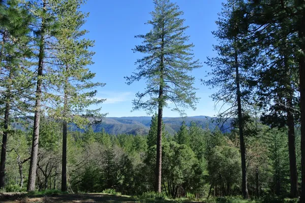 a view of a tree with a trees in front of it