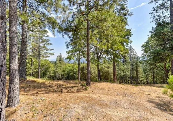a view of a forest with trees