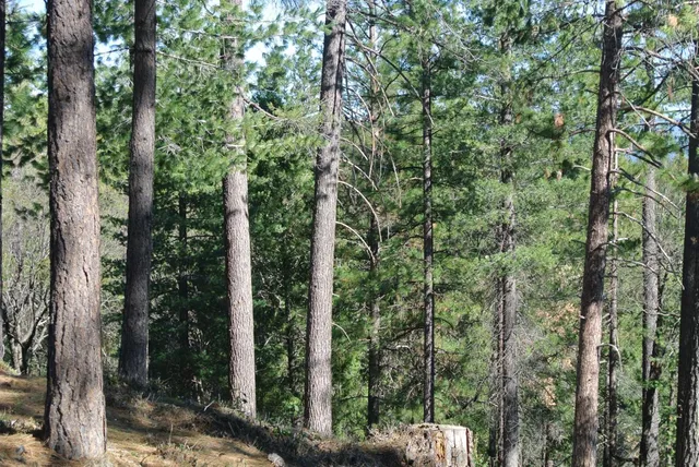 $127,500 | 6827 Gray Court, Foresthill, CA 95631