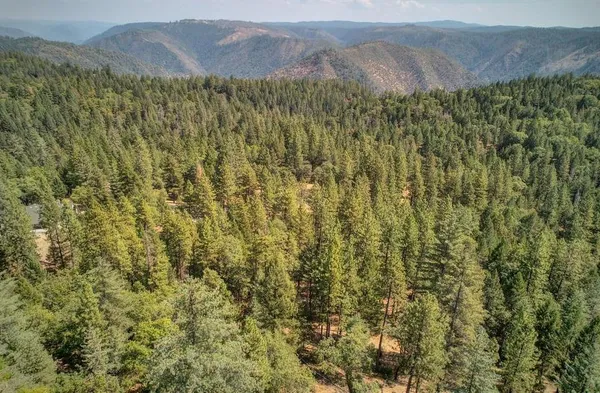 a view of a forest with lush green forest