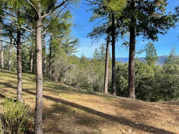 a view of a tree in a yard