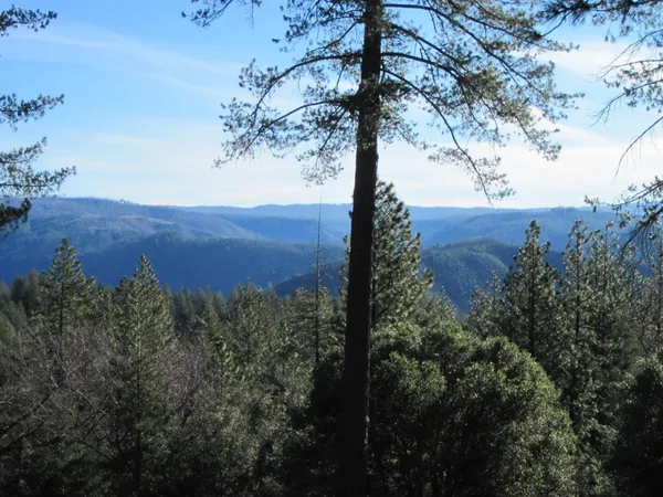 a view of a forest with trees in the background