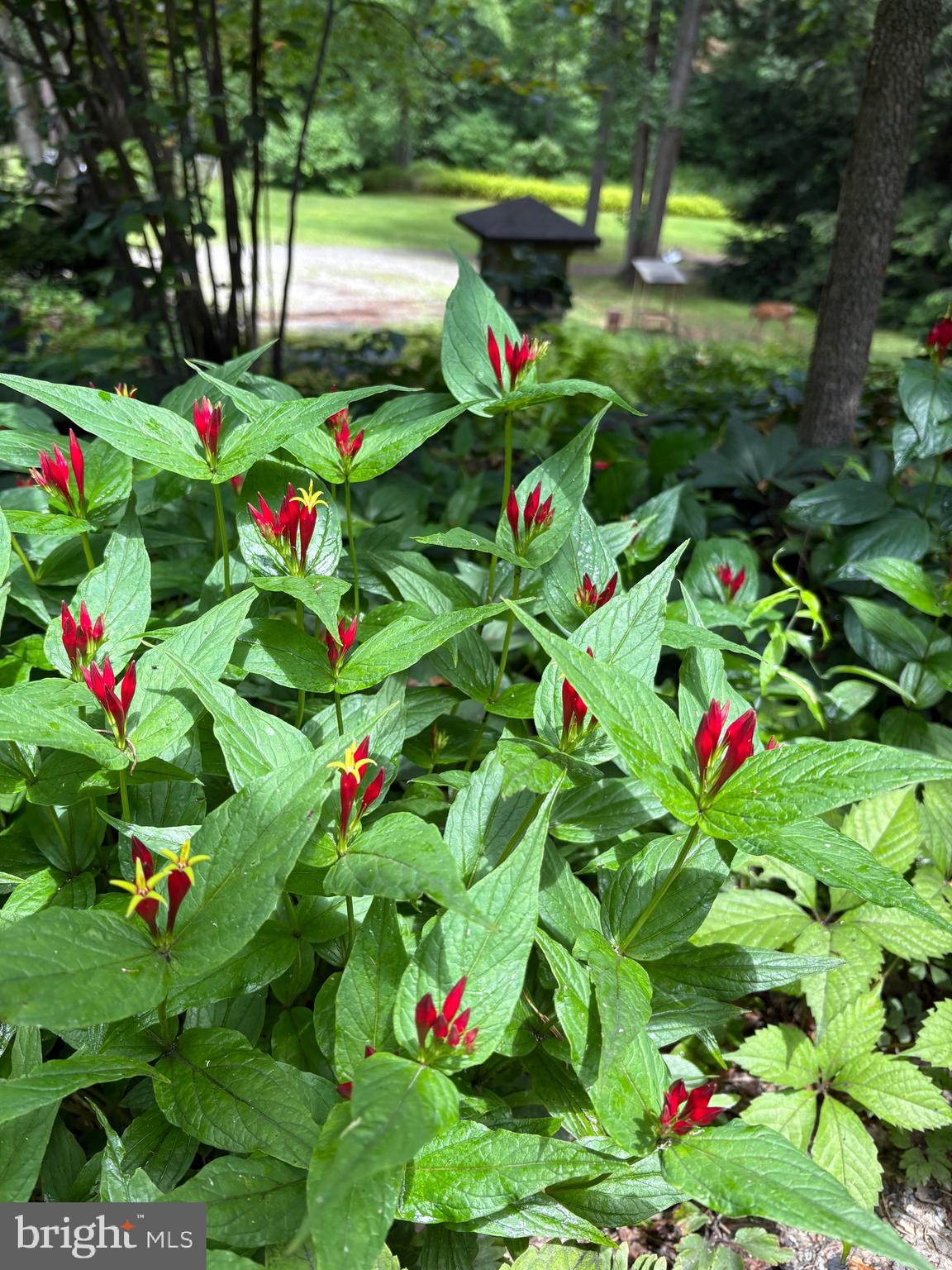 127 Halls Road Red Lion, PA 17356 - Photo 111 of 133 a bunch of flowers