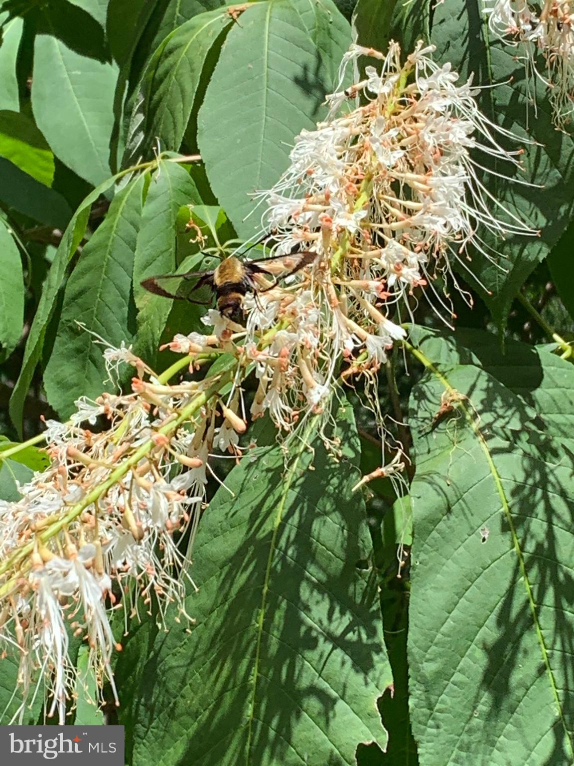 127 Halls Road Red Lion, PA 17356 - Photo 123 of 133 a close up of a plant in a garden