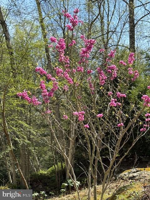 127 Halls Road Red Lion, PA 17356 - Photo 78 of 133 a view of yard with flowers and tree