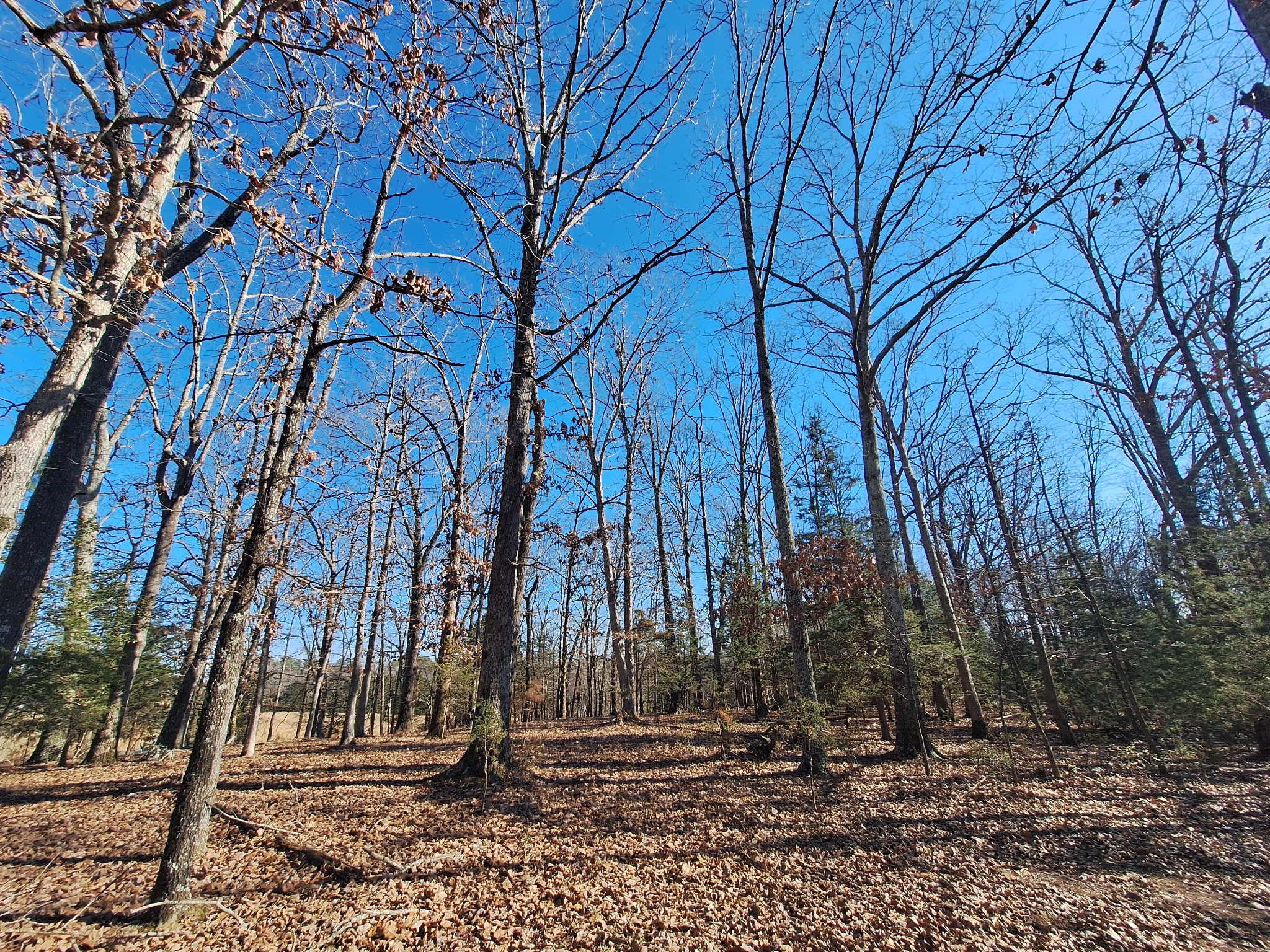 1 Maytown Road Bruceton, TN 38317 - Photo 11 of 14 Gallery Image 11