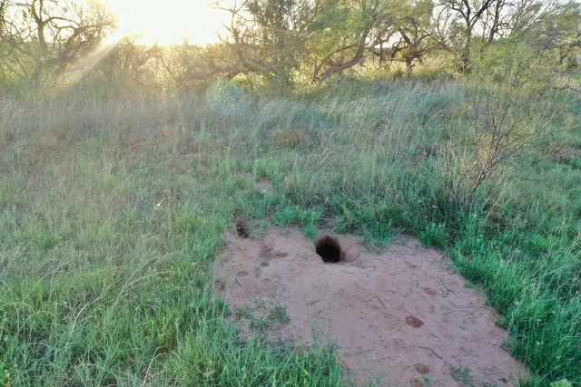 a view of a field with an ocean view