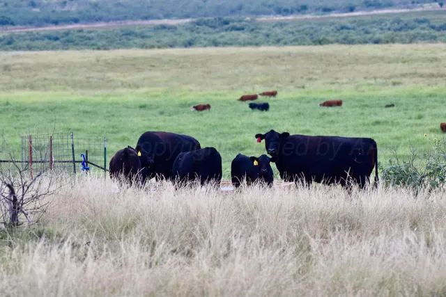 $2,469,500 | 70 Sh, Clarendon, TX 79226