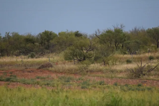 $2,469,500 | 70 Sh, Clarendon, TX 79226