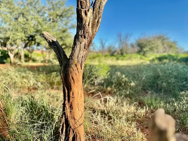 $2,469,500 | 70 Sh, Clarendon, TX 79226