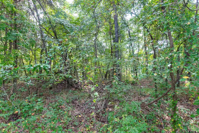 a view of a lush green forest