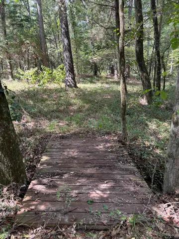 a view of a forest with trees