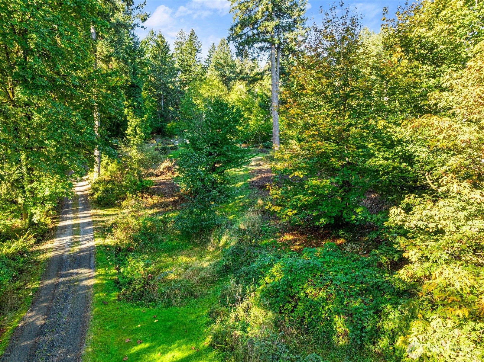 4312 Meridian Road Northeast Lacey, WA 98516 - Photo 9 of 21 a view of a lush green forest