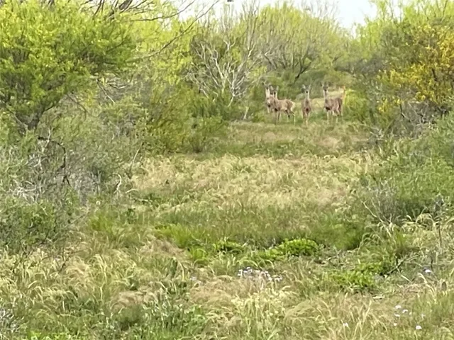 $57,000 | Lot 7 Pr Frio Estates Drive, Moore, TX 78057