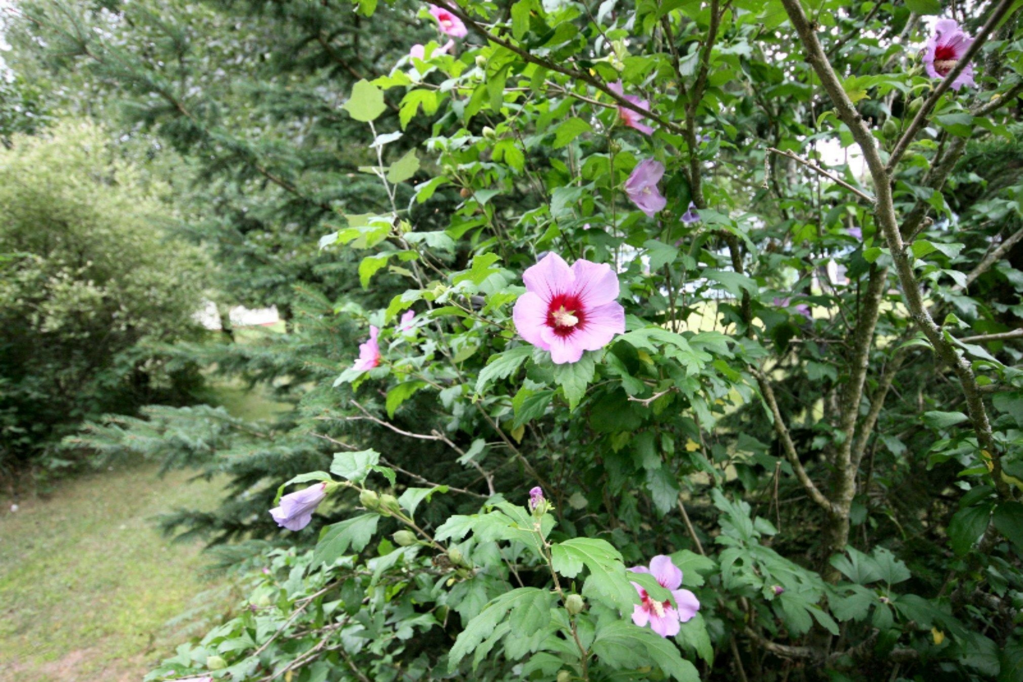 1884 Duck Lake Road Muskegon, MI 49445 - Photo 27 of 28 Flowers