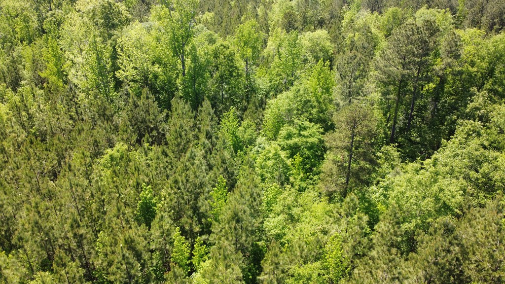 22 Old Chappell Ferry Road Saluda, SC 29138 - Photo 4 of 5