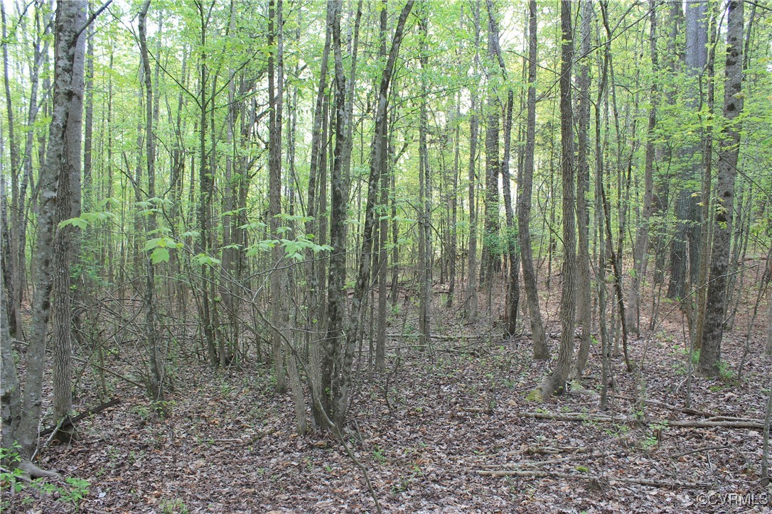 Tbd Grandy Road Brodnax, VA 23920 - Photo 21 of 28 View of tree filled area
