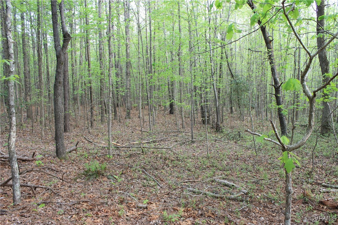 Tbd Grandy Road Brodnax, VA 23920 - Photo 22 of 28 View of woods