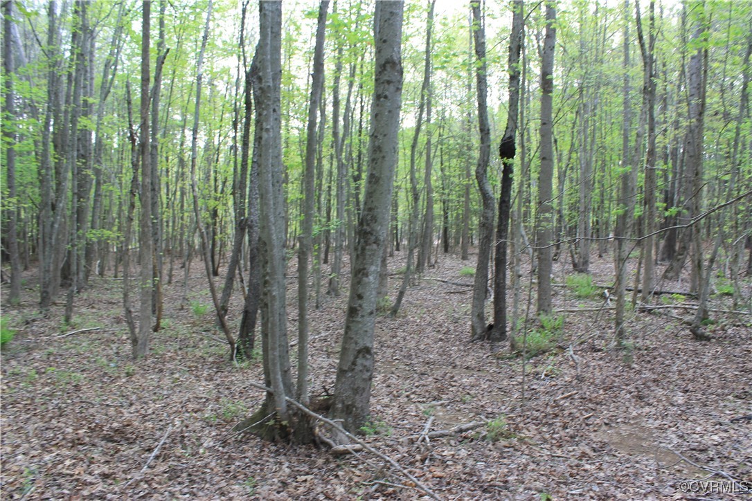 Tbd Grandy Road Brodnax, VA 23920 - Photo 10 of 28 View of woods
