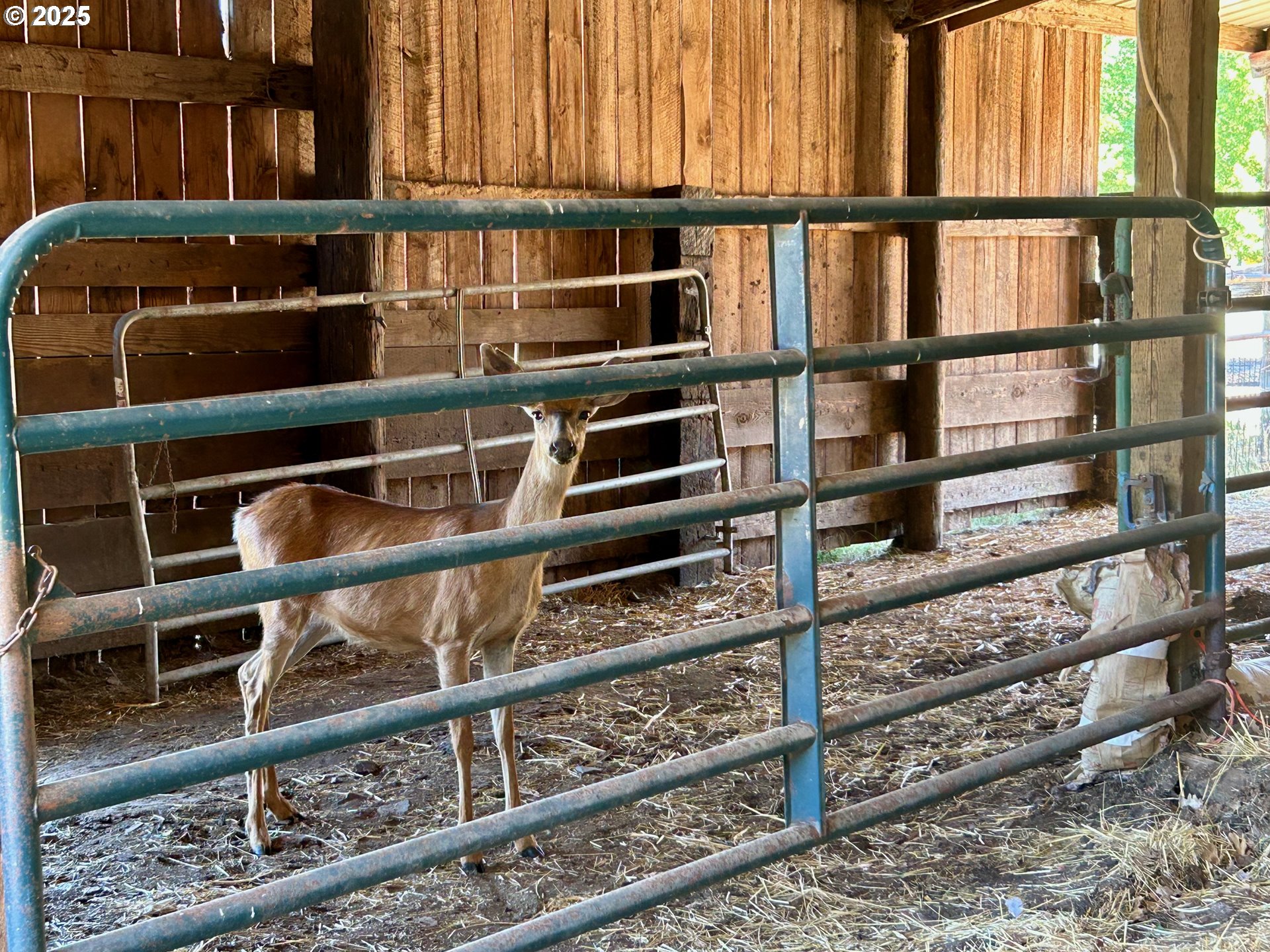 195 Woodland Road Goldendale, WA 98620 - Photo 4 of 44 Living Room