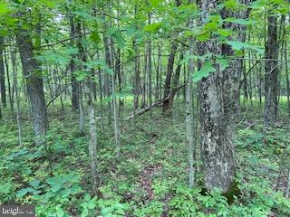 0 Panther Run Road Jim Thorpe, PA 18229 - Photo 1 of 2 Gallery Image 1