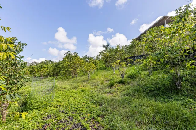 a backyard of a tree