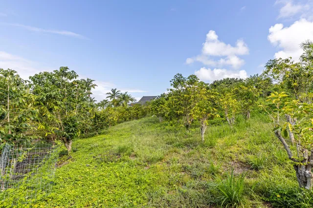 a close up of a plant