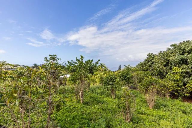 a view of a garden with plants