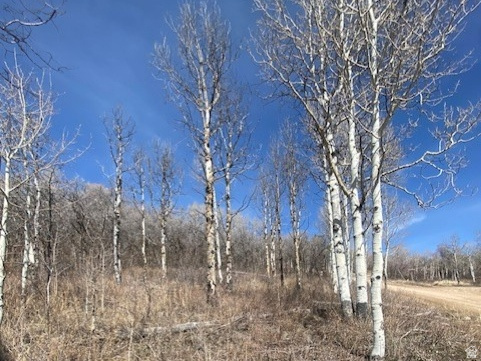 2604 South Forest Meadow Road, Unit C82 Coalville, UT 84017 - Photo 25 of 27 View of local wilderness