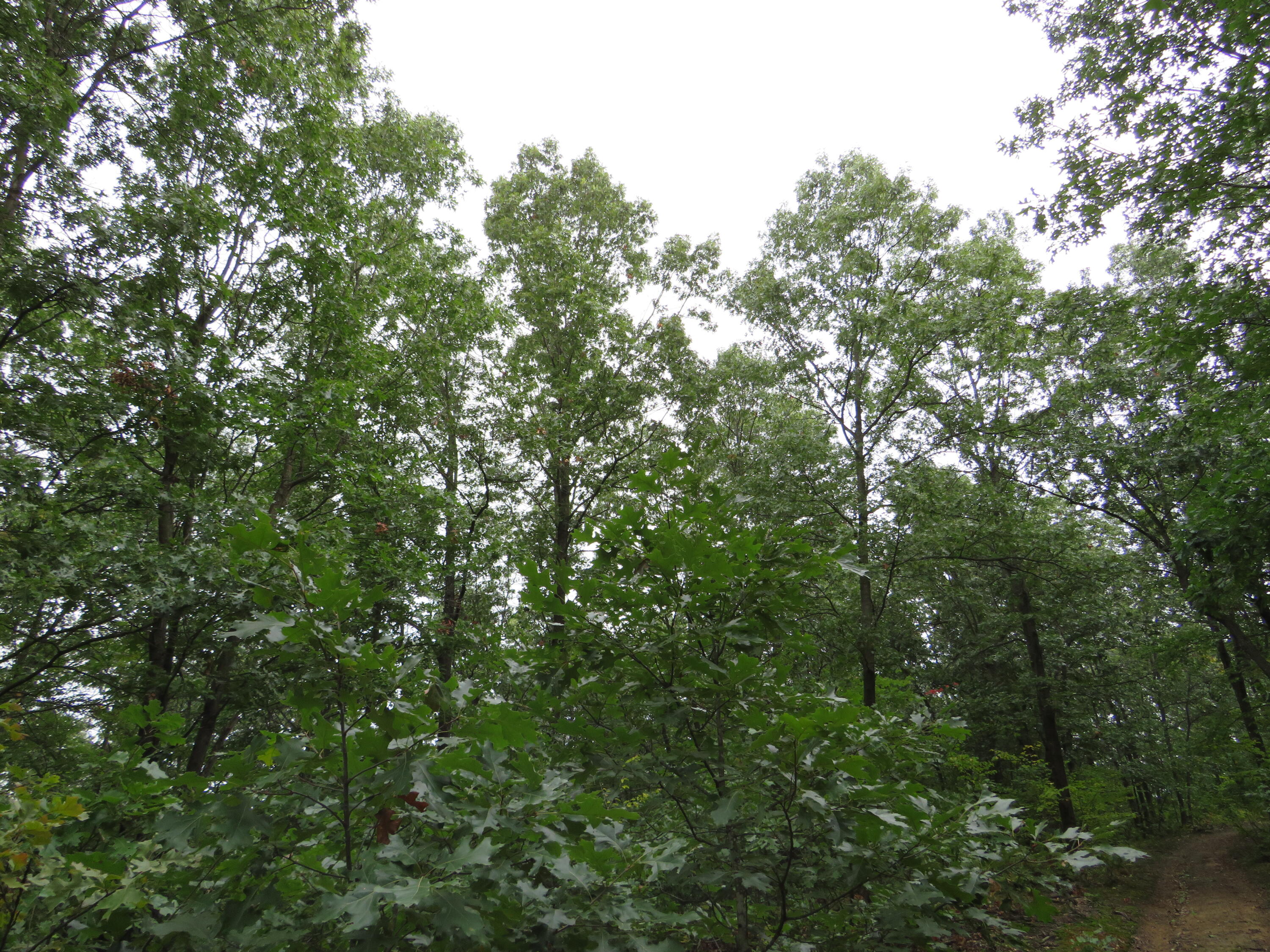 South Sheridan Road Sheridan, MI 48884 - Photo 24 of 83 IMG_1026