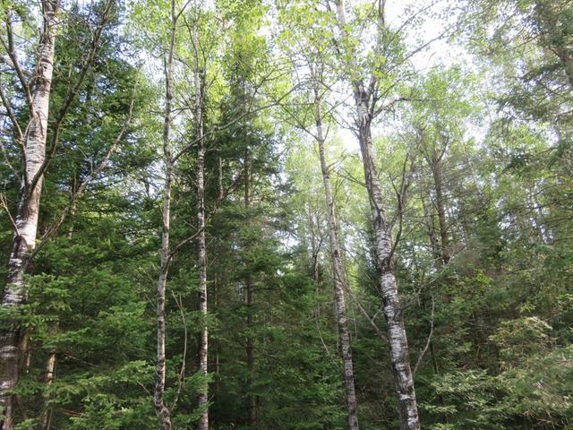 On Gagen Road, Unit 19 ACRES Rhinelander, WI 54501 - Photo 4 of 12 Gallery Image 4