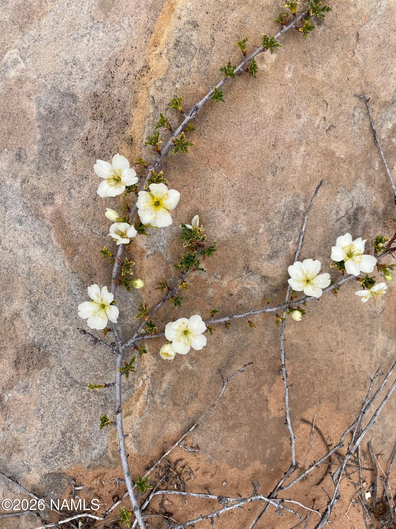 0 Bell Cow Rd Aka Rock Art Ranch Road Winslow, AZ 86047 - Photo 10 of 70 spring wildflower 4