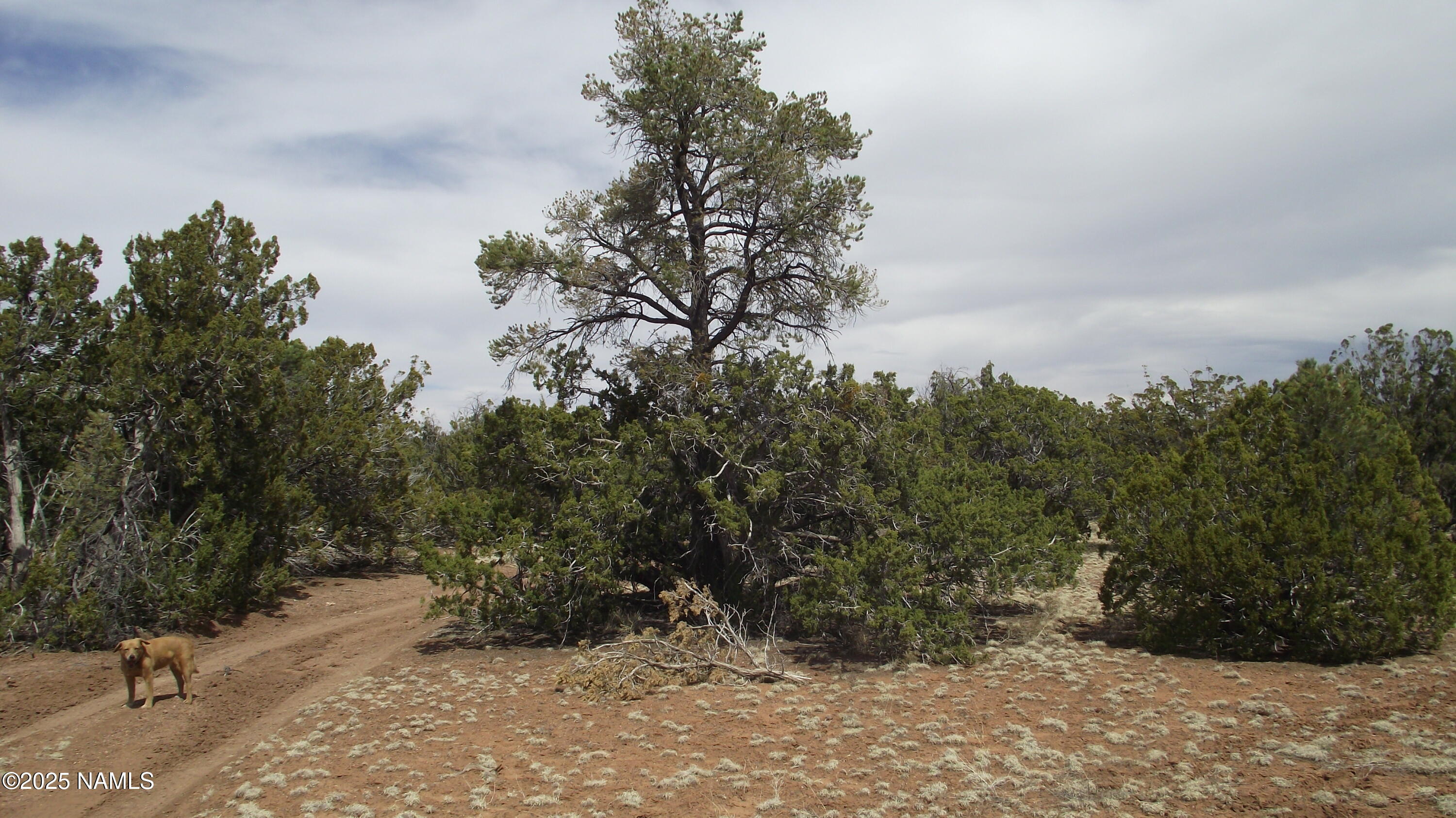 591 East Running Bear Road Williams, AZ 86046 - Photo 1 of 10 DSCF7422