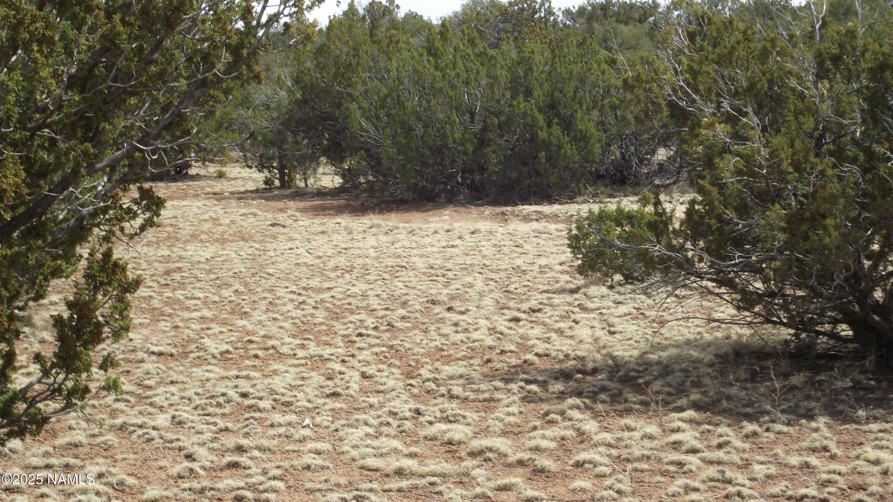 591 East Running Bear Road Williams, AZ 86046 - Photo 2 of 10 DSCF7425
