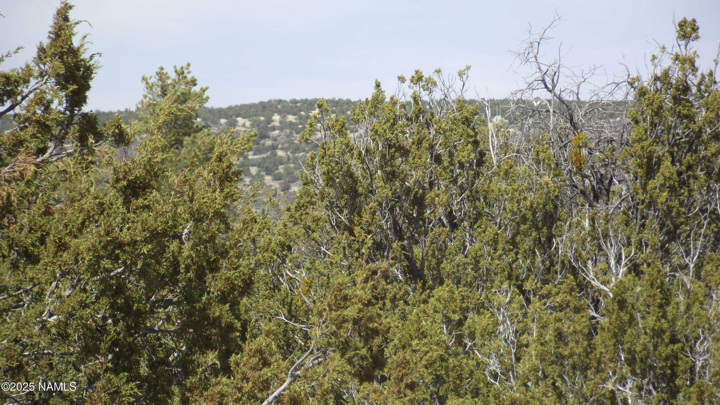 591 East Running Bear Road Williams, AZ 86046 - Photo 9 of 10 DSCF7432