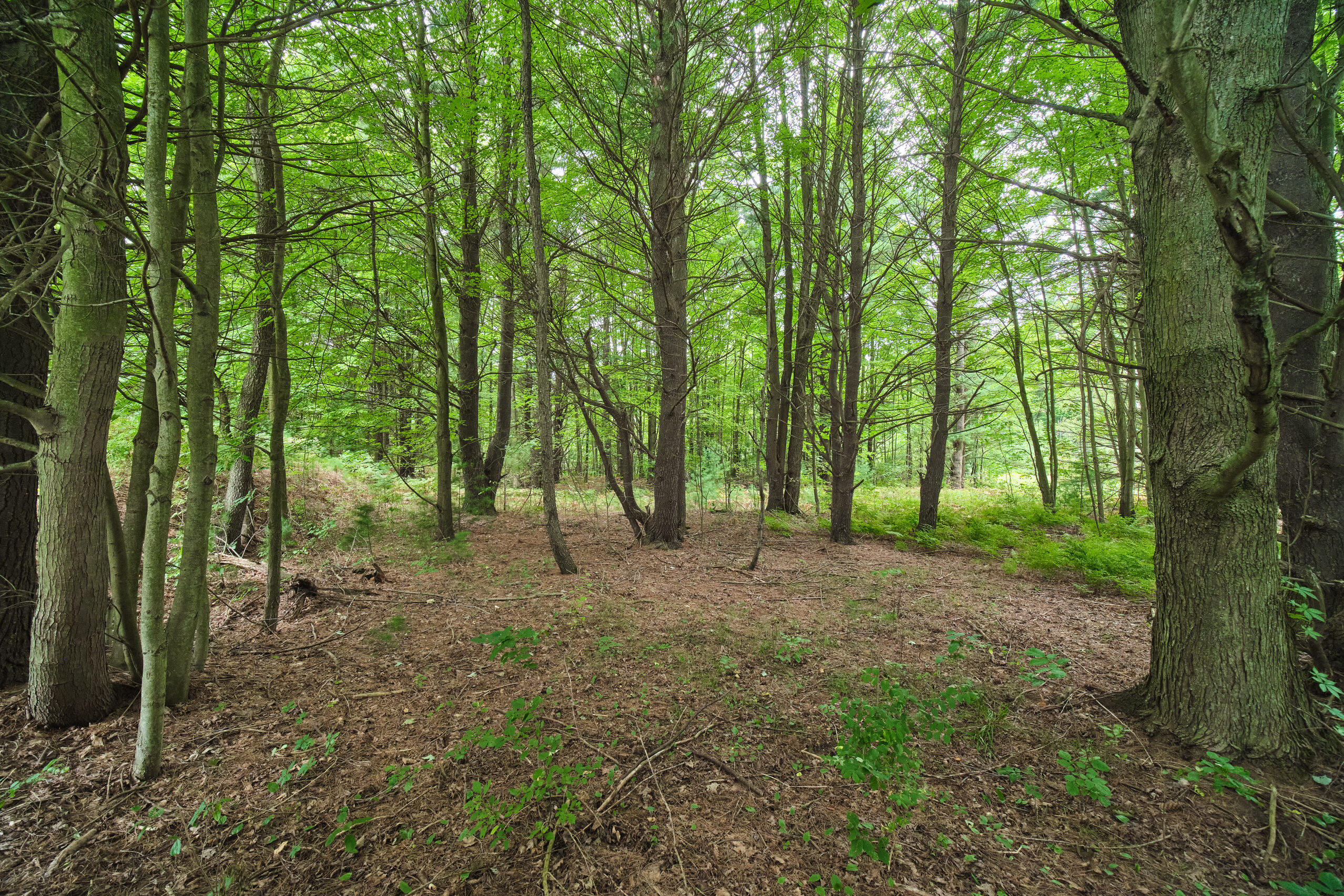 4825 North Weber Road Whitehall, MI 49461 - Photo 43 of 47 4825_N_Weber-39