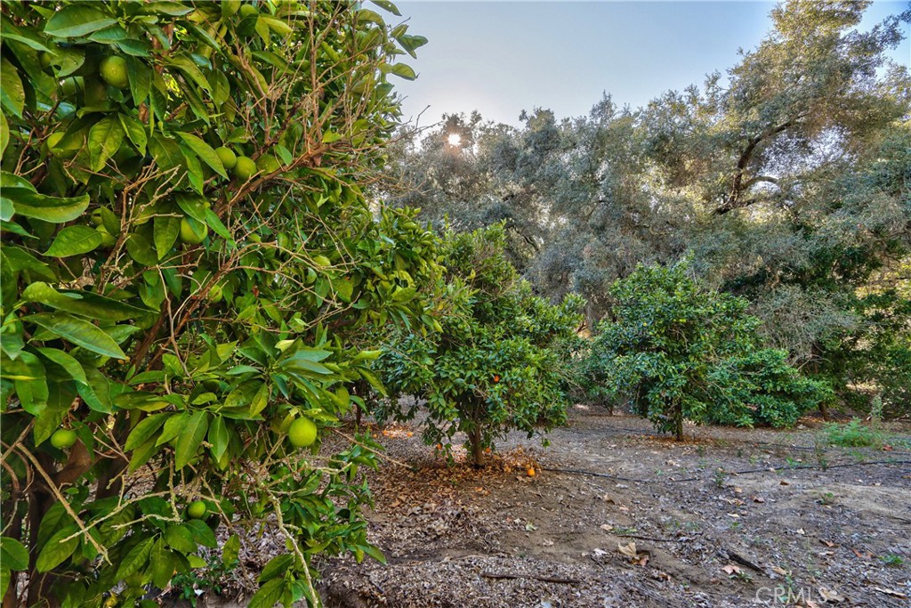 46341 El Prado Road Temecula, CA 92590 - Photo 47 of 52 a view of a forest that has a tree