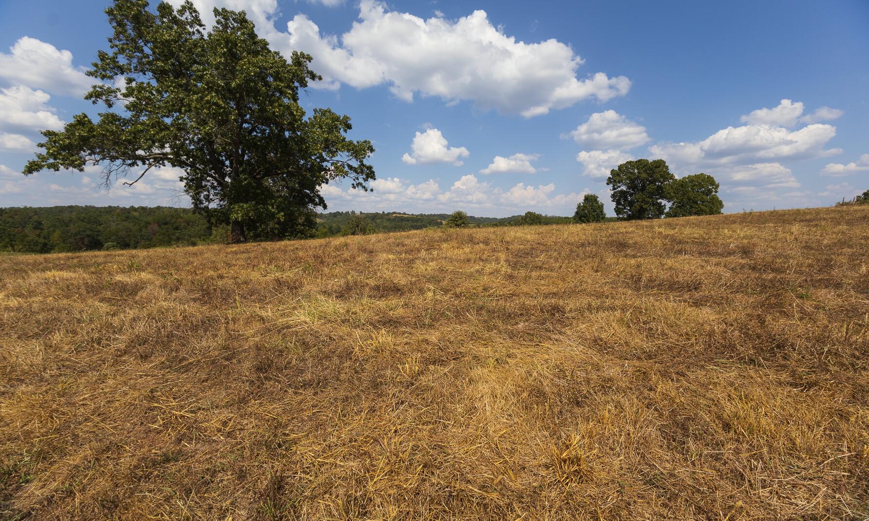 7 Route Ava, MO 65608 - Photo 98 of 111 Upper Pasture
