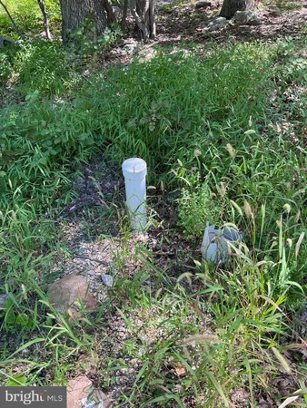 a view of a backyard with large trees