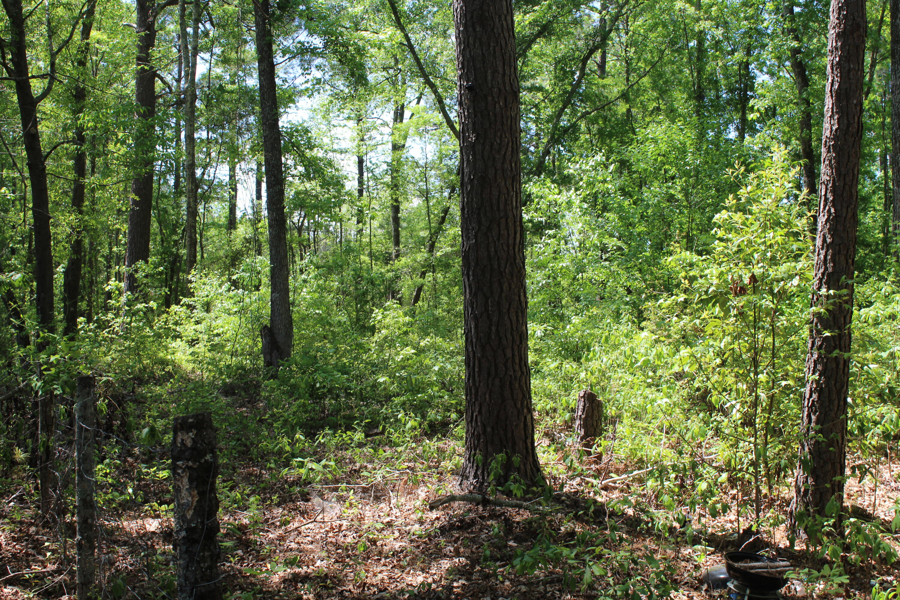 2411 Drain Road Smoaks, SC 29481 - Photo 4 of 9 IMG_8376