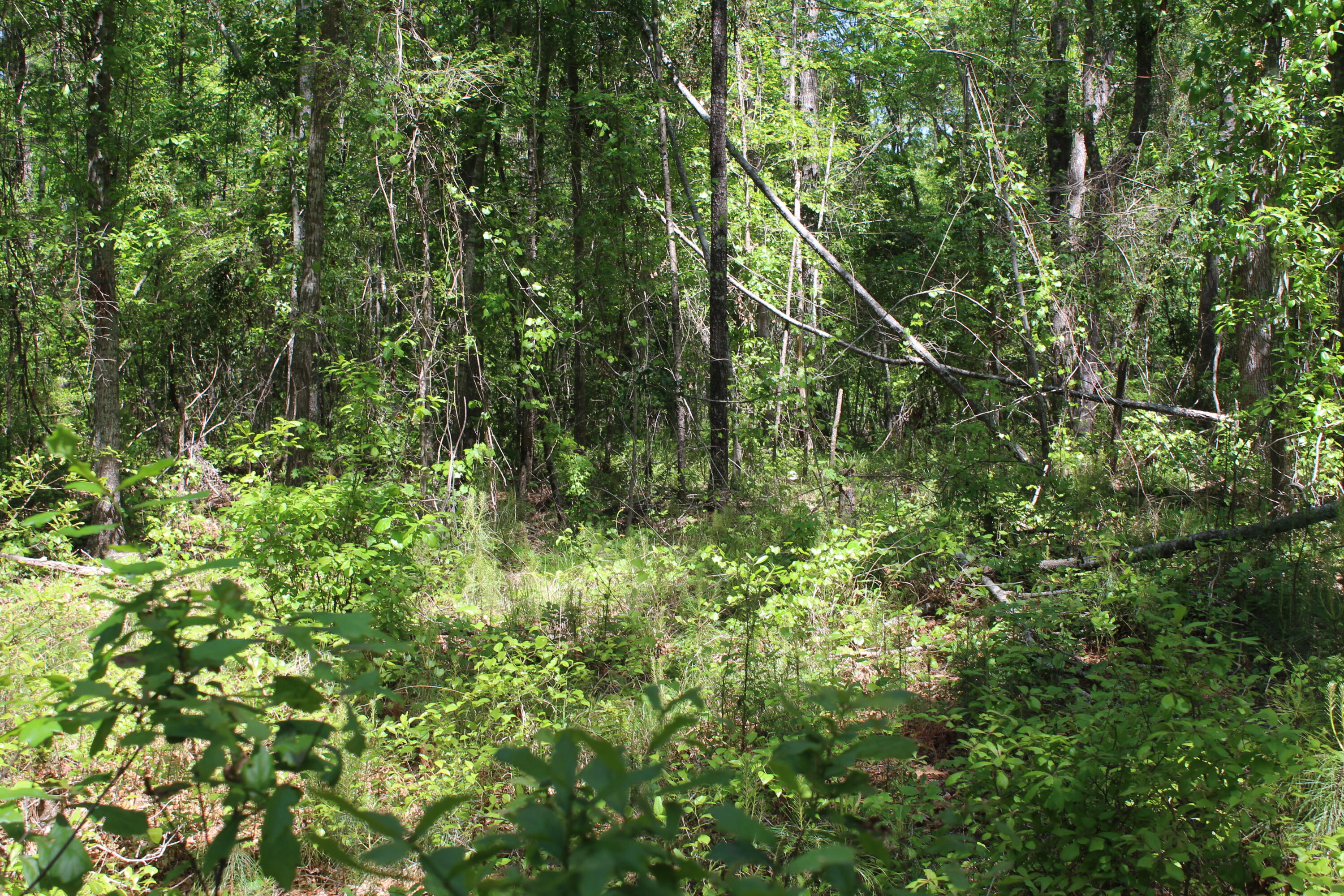 2411 Drain Road Smoaks, SC 29481 - Photo 6 of 9 IMG_8379